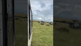 The Thrill of the Chase Cheetah vs Gazelle  Gazelle Collides with Tourist Vehicle [upl. by Landahl]