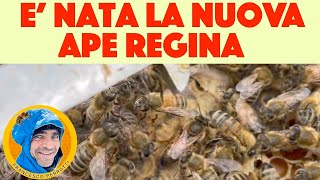 23 Apicoltura  Vediamo la nuova ape regina vergine  2021  nascita di un ape regina [upl. by Saffian]