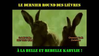 LE DERNIER ROUND DES LIÈVRESSPÉCIALE KABYLIE [upl. by Lomax]