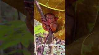 Tarsier Tales Jungles Extraordinary Marvels [upl. by Swane]