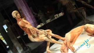 Body World Exposition Part 2 [upl. by Annaeg]