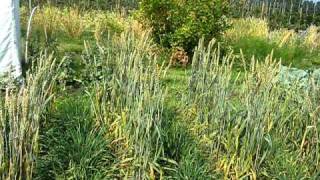 Swedish spring wheat Triticum aestivum L cultivars from 1892 to 1998 [upl. by Spooner]