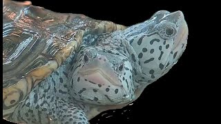 Double Header Live The Two Headed Turtle [upl. by Bobette119]