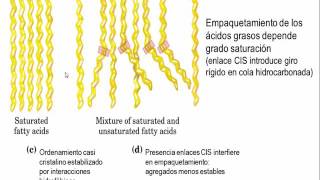 Tema 41 Clasificación estructura y propiedades de los lípidos S1 Lípidos Simples umh1163 [upl. by Anstus121]