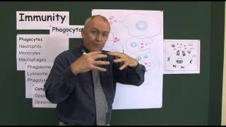 Immunity 4 Phagocyctosis the process of cell eating [upl. by Laenahtan]