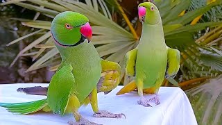 Funny Parrot Videos Compilation  Parrot Talking [upl. by Halimaj593]