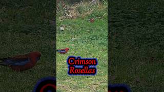 Crimson Rosellas 🦜 [upl. by Olrak]