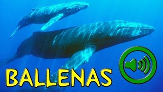 Canto de la Ballena  Whale [upl. by Eerdua303]