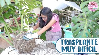 TRASPLANTANDO MONSTERA DELICIOSA ¡No creí que fuera tan difícil │Candy Bu [upl. by Esemaj]