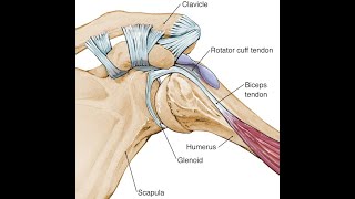 Biceps Tendon Injuries [upl. by Iey648]