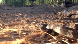 Serpientes Apareandose quotLampropeltis getula californiaequot [upl. by Armilla]