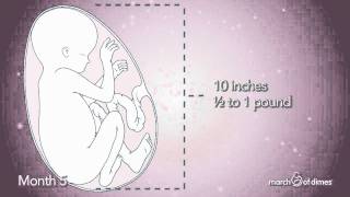 How Your Baby Grows Month 5 [upl. by Ahsal]