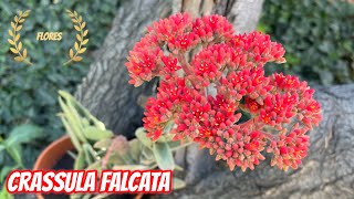 CRASSULA FALCATA  Flores 🌺 Aleta de Tiburón  TIPS [upl. by Camellia571]