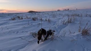 South Dakota Pheasant Hunting 01082023 [upl. by Orlena]