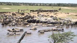 Wildebeest Crossing the Mara River Sept 2014 [upl. by Elwood]