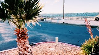 Washingtonia filiferarobusta Hybrid Palms on the UtahArizona Border [upl. by Azrim]