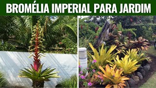 JARDINS COM BROMÉLIA IMPERIAL PARA VOCÊ CULTIVAR NO SEU ESPAÇO [upl. by Daye]