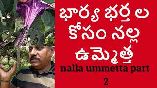 భార్య భర్త ల కోసం నల్ల ఉమ్మెత్త  nalla ummetta plant uses in telugu part 2 [upl. by Azerila]