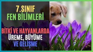 7SINIF  FEN BİLİMLERİ  BİTKİLERDE VE HAYVANLARDA ÜREME BÜYÜME VE GELİŞME [upl. by Lisan]