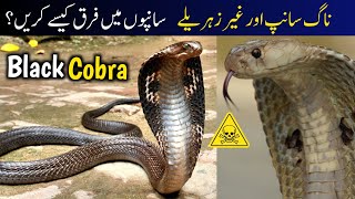 Indian Cobra vs Indian Rat Snake Difference  Snakes Identification Guide [upl. by Miguel139]