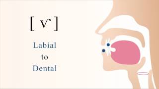 ⱱ  f̆  v̆  voiced labiodental tap [upl. by Idnyc]