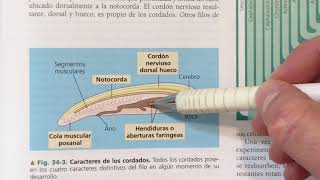 Los Cordados Introducción Características del filo [upl. by Ernald641]