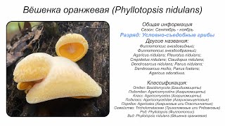 Вёшенка оранжевая Phyllotopsis nidulans [upl. by Egdamlat]