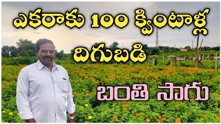 ఎకరాకు 100 క్వింటాళ్ల దిగుబడితో బంతి సాగు  Marigold Cultivation In Telugu  Bheeshma Agriculture [upl. by Nevs]