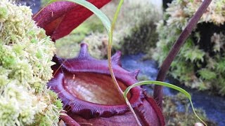 Nepenthes Greenhouse Highland rajah villosa jamban Hydrofogger Plantfog 2015 HD [upl. by Matthews869]