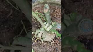 Adenium plant grafting [upl. by Wiener763]