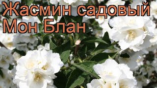 Жасмин садовый Мон Блан philadelphus coronarius 🌿 обзор как сажать саженцы жасмина Мон Блан [upl. by Bowman]