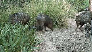 83124 Javelinas in Daylight [upl. by Dnar530]