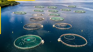 The future of aquaculture New fish farming technologies [upl. by Pavel]