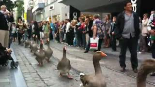 Geese Parade in Belgium [upl. by Acsirp]