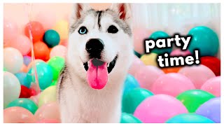 Surprising My Husky with a House Full of Balloons for Her Birthday [upl. by Bethina897]