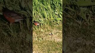 Red  winged Blackbird [upl. by Clyde571]