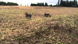 Catahoula Leopard Dog fight is on [upl. by Mairym735]