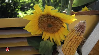 Niedersächsisches Erntefest vom Ernteclub Stedorf in Dörverden [upl. by Smail385]