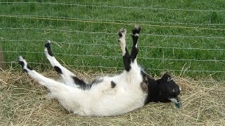 Best of Fainting Goats  EpicVirals  HD [upl. by Perni806]