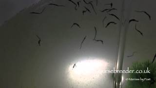 Hippocampus abdominalis fry 1 week old [upl. by Yznyl924]