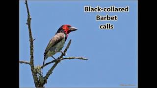 Blackcollared Barbet calls [upl. by Elaynad843]