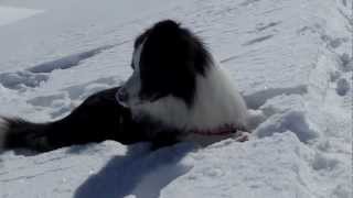 Sci alpinismo in Dolomiti  Border collie Bodoni and Rocchette peaks [upl. by Noremak42]