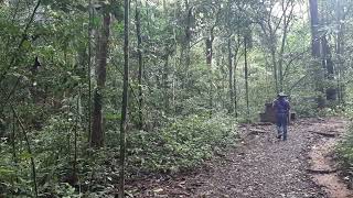 Plantation Trail Panama1 [upl. by Accebar]