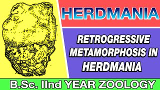 Retrogressive Metamorphosis in HERDMANIA in Hindi 2020  Urochordata  BSc 2ND YEAR ZOOLOGY [upl. by Oreves]