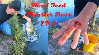 Hand Feed Monster Bass EP3 [upl. by Whit]