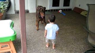 Baby Versus Doberman Part 2 [upl. by Ihcekn]