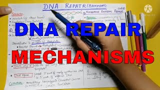 DNA repair  DNA damage  Genetics  Biochemistry  Lippincott chap 29  Part 3 [upl. by Annaerb]