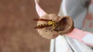 Mud Dauber Wasp Making Nest HD [upl. by Binnings968]