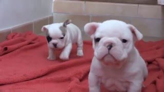 Bouledogue Français  Chiots LOF à 1 mois [upl. by Femi]