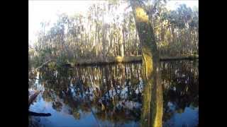 Tomoka River Bass Fishing HD [upl. by Arimak]